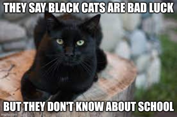 Black cat | THEY SAY BLACK CATS ARE BAD LUCK; BUT THEY DON'T KNOW ABOUT SCHOOL | image tagged in black cat,school meme | made w/ Imgflip meme maker