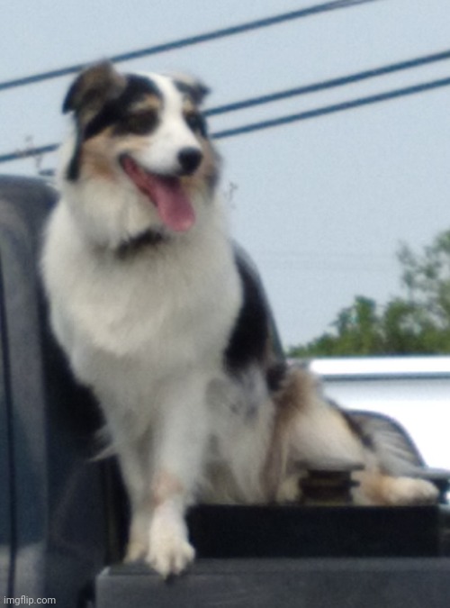 dogg | made w/ Imgflip meme maker