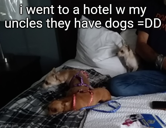 i went to a hotel w my uncles they have dogs =DD | made w/ Imgflip meme maker