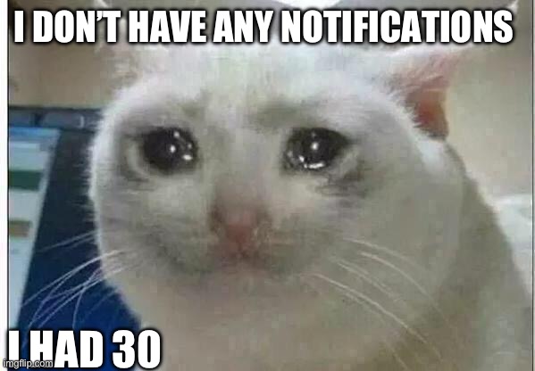 crying cat | I DON’T HAVE ANY NOTIFICATIONS; I HAD 30 | image tagged in crying cat | made w/ Imgflip meme maker