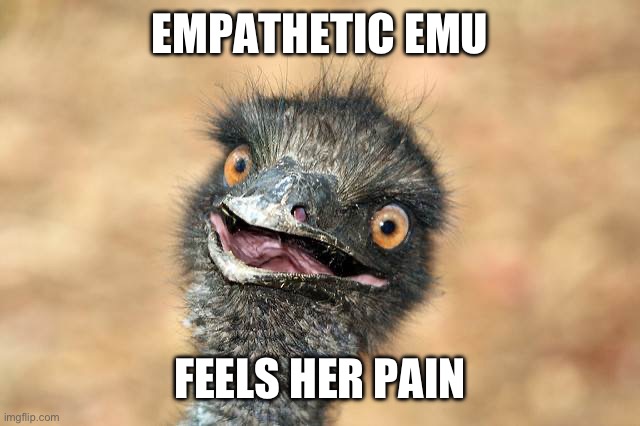 surprised emu | EMPATHETIC EMU; FEELS HER PAIN | image tagged in surprised emu | made w/ Imgflip meme maker