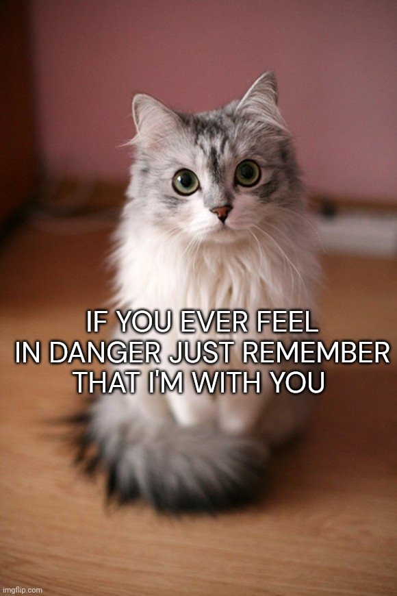 Cute cat | IF YOU EVER FEEL IN DANGER JUST REMEMBER THAT I'M WITH YOU | image tagged in cute cat memes | made w/ Imgflip meme maker