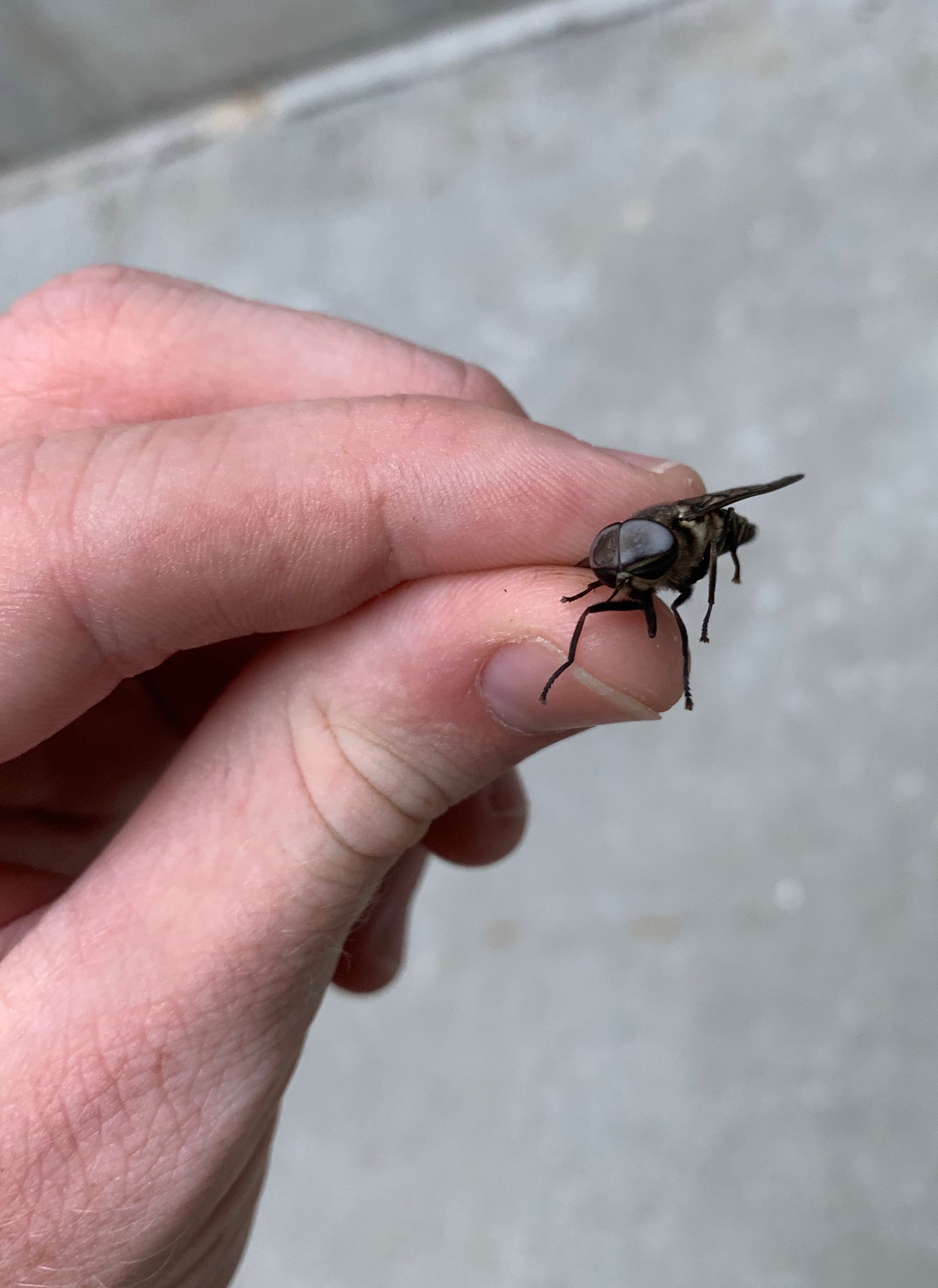 Horse | made w/ Imgflip meme maker