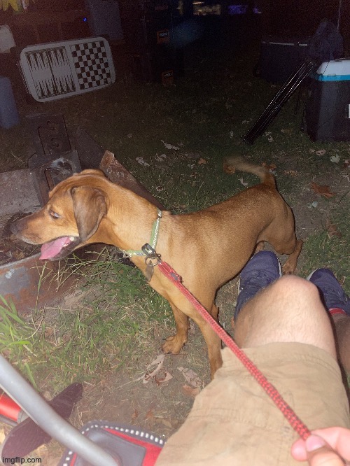 Currently camping with the dog. He wouldn’t sit still so this is the best picture I could get | made w/ Imgflip meme maker