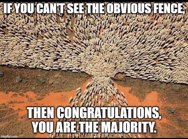 Sheep | IF YOU CAN'T SEE THE OBVIOUS FENCE, THEN CONGRATULATIONS, YOU ARE THE MAJORITY. | image tagged in sheep | made w/ Imgflip meme maker