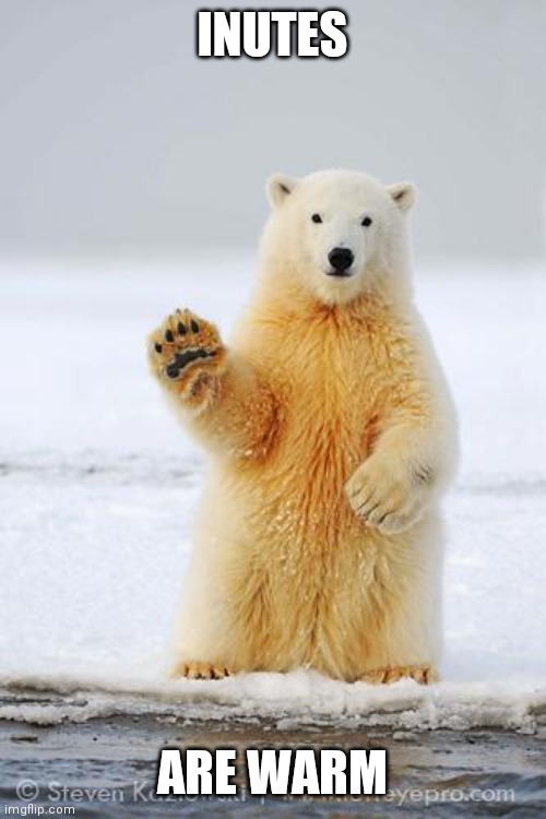 hello polar bear | INUTES ARE WARM | image tagged in hello polar bear | made w/ Imgflip meme maker