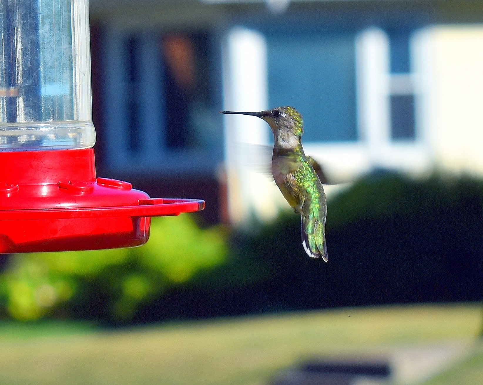 hummingbird | image tagged in hummingbird,kewlew | made w/ Imgflip meme maker