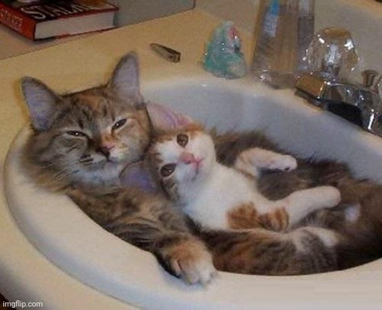cats in sink | image tagged in cats in sink | made w/ Imgflip meme maker