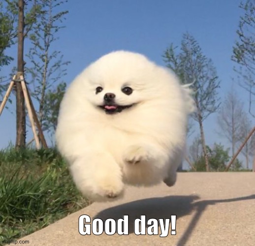 Good day floof | Good day! | image tagged in good day floof | made w/ Imgflip meme maker