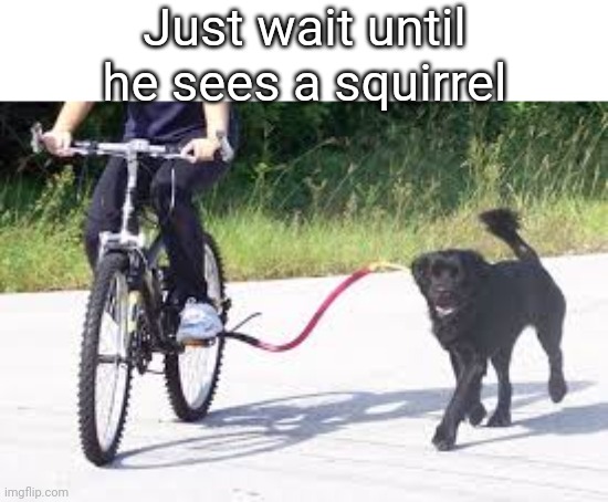 It will be a bad crash | Just wait until he sees a squirrel | image tagged in bike leash dog,dogs | made w/ Imgflip meme maker