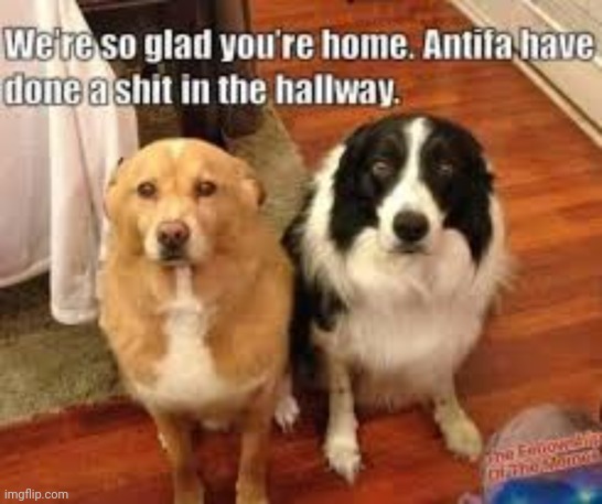 antifa dogs | image tagged in antifa,dogs | made w/ Imgflip meme maker