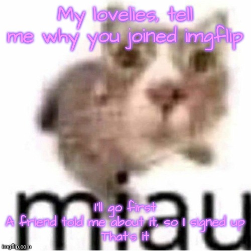 miau | My lovelies, tell me why you joined imgflip; I'll go first
A friend told me about it, so I signed up
That's it | image tagged in miau,lovelies | made w/ Imgflip meme maker