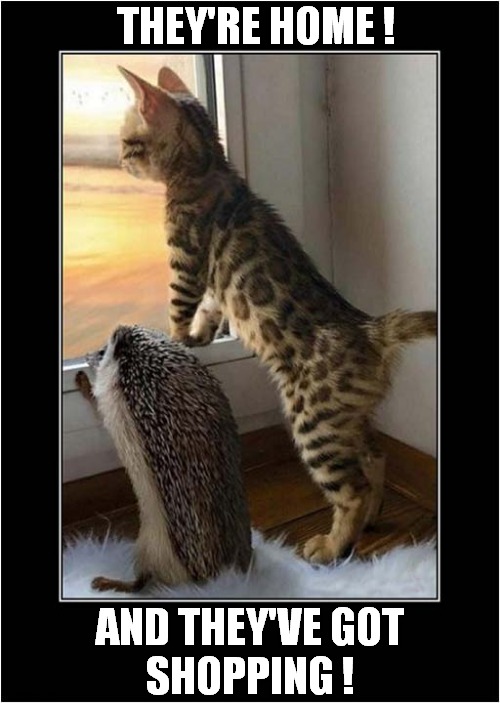 Anticipation ! | THEY'RE HOME ! AND THEY'VE GOT
SHOPPING ! | image tagged in cats,hedgehog,shopping,anticipation | made w/ Imgflip meme maker