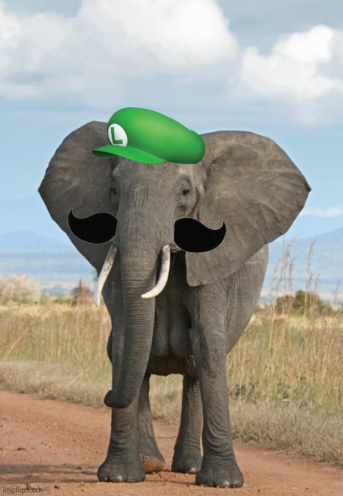 Elephant  | image tagged in elephant | made w/ Imgflip meme maker