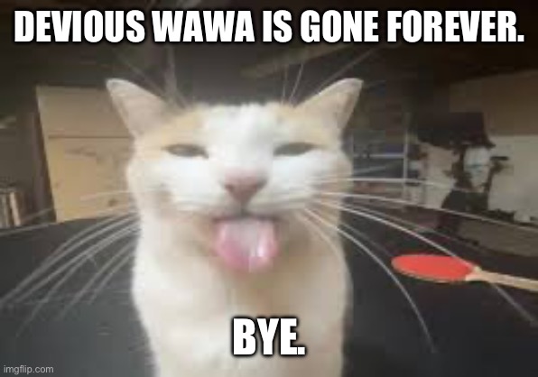 Cat | DEVIOUS WAWA IS GONE FOREVER. BYE. | image tagged in cat | made w/ Imgflip meme maker
