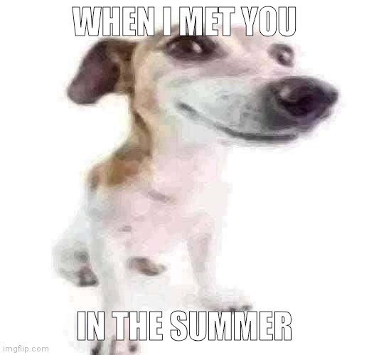 Jack Russell terrier stock photo | WHEN I MET YOU; IN THE SUMMER | image tagged in jack russell terrier stock photo | made w/ Imgflip meme maker