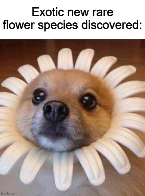 Make sure that you don't scare the bees away... | Exotic new rare flower species discovered: | made w/ Imgflip meme maker