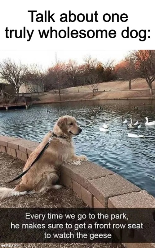 I wonder if he has earned the geese's trust | Talk about one truly wholesome dog: | made w/ Imgflip meme maker