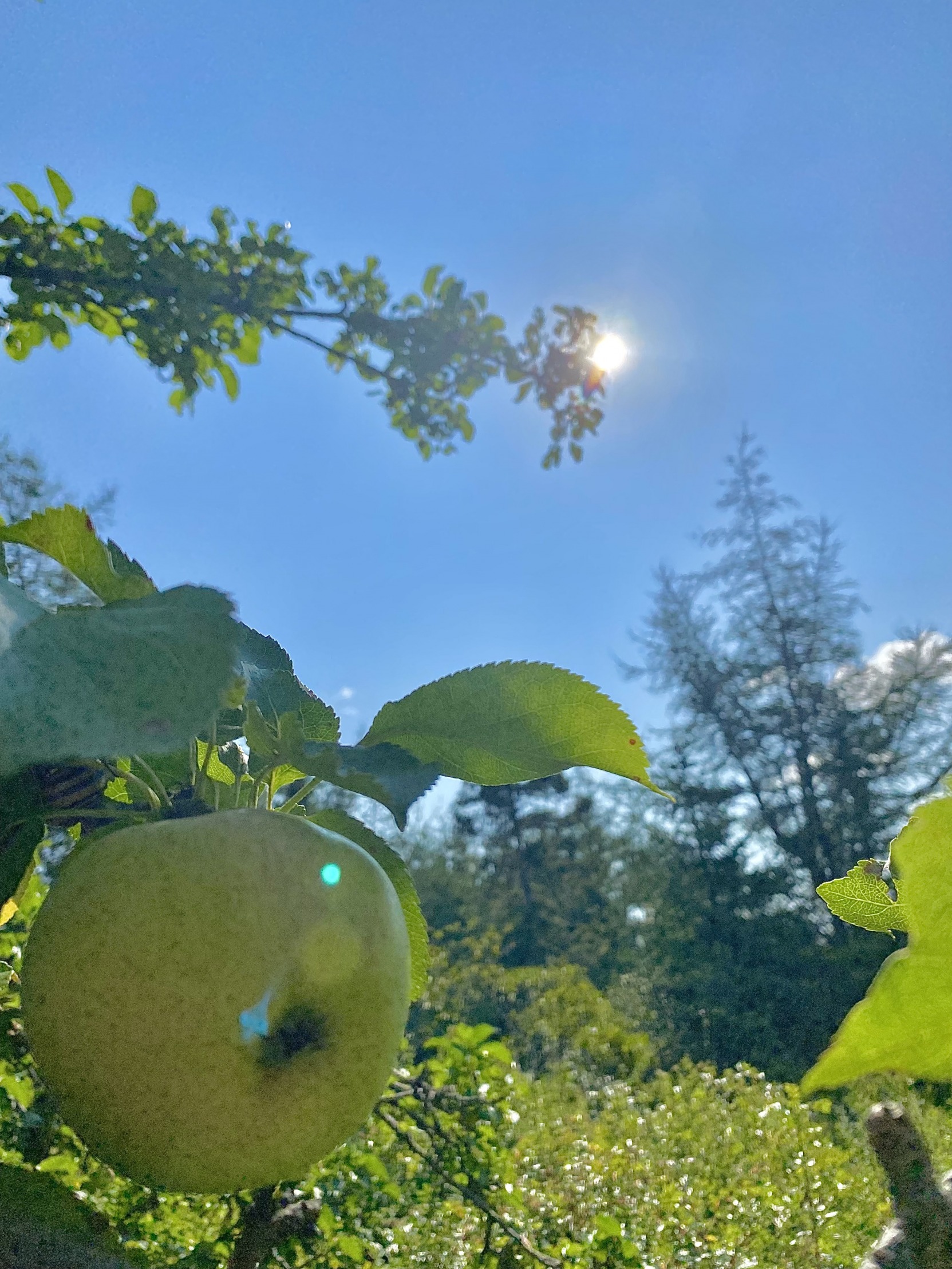 Apple in sun Blank Meme Template