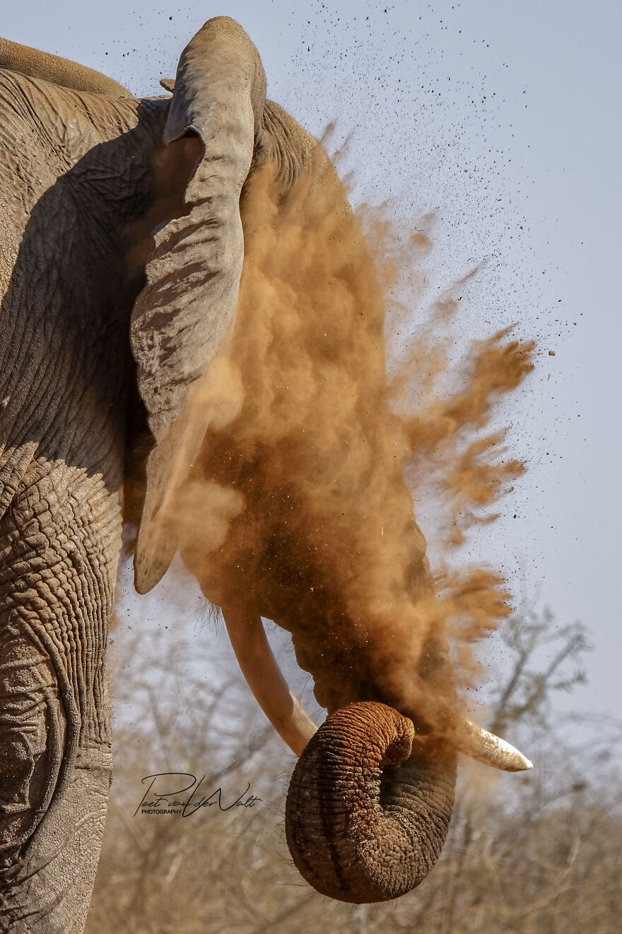 Dusty Elephant Blank Meme Template