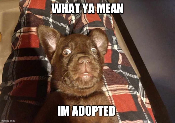 Puppy fun | WHAT YA MEAN; IM ADOPTED | image tagged in funny memes | made w/ Imgflip meme maker