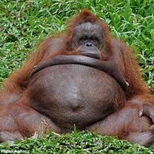 Fat Monkey | image tagged in fat monkey | made w/ Imgflip meme maker