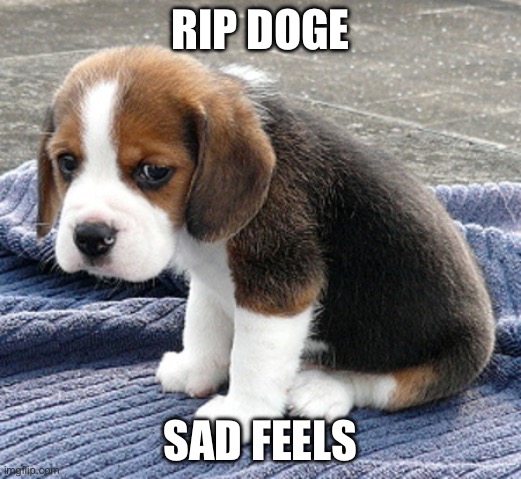 sad dog | RIP DOGE; SAD FEELS | image tagged in sad dog | made w/ Imgflip meme maker