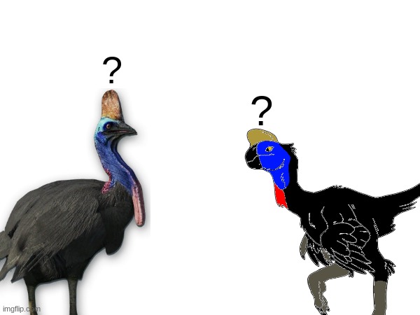 Ovi meets a cassowary | ? ? | made w/ Imgflip meme maker