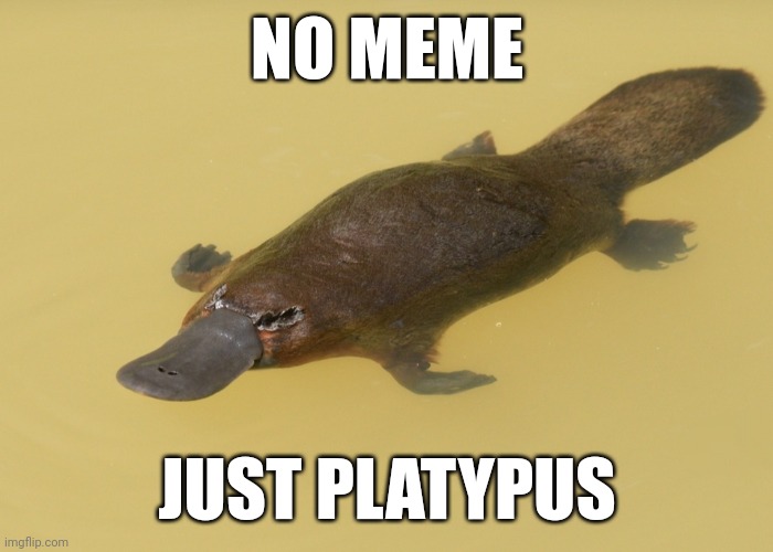I love platypuses sm | NO MEME; JUST PLATYPUS | image tagged in platypus | made w/ Imgflip meme maker