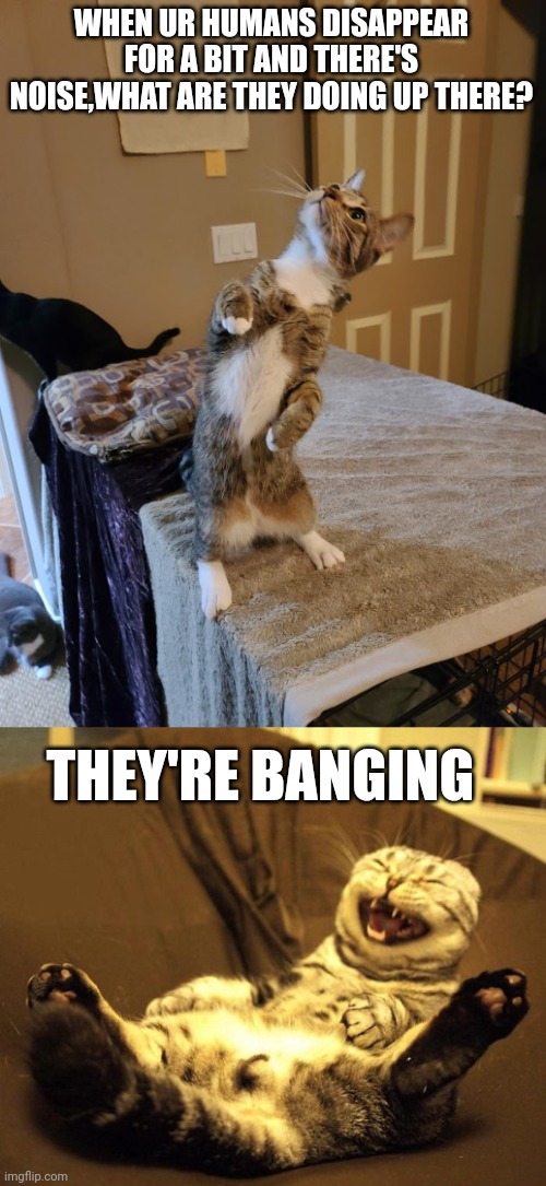 WHEN UR HUMANS DISAPPEAR FOR A BIT AND THERE'S NOISE,WHAT ARE THEY DOING UP THERE? THEY'RE BANGING | image tagged in standing curious cat,laughing cat | made w/ Imgflip meme maker