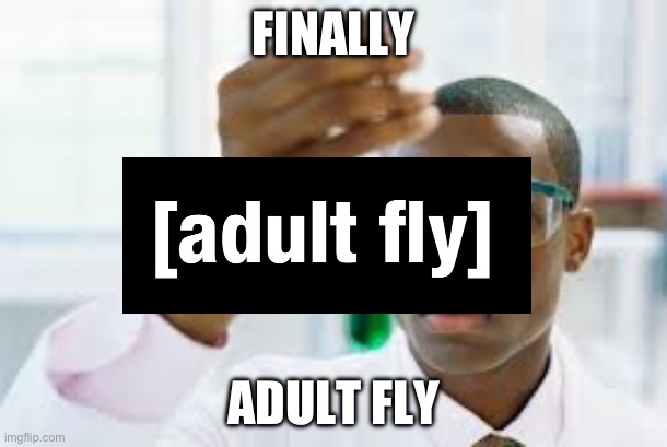 I HAVE BEEN WAITING FOR THIS CHANNEL FOR YEARS! | FINALLY; ADULT FLY | image tagged in finally,adult swim | made w/ Imgflip meme maker