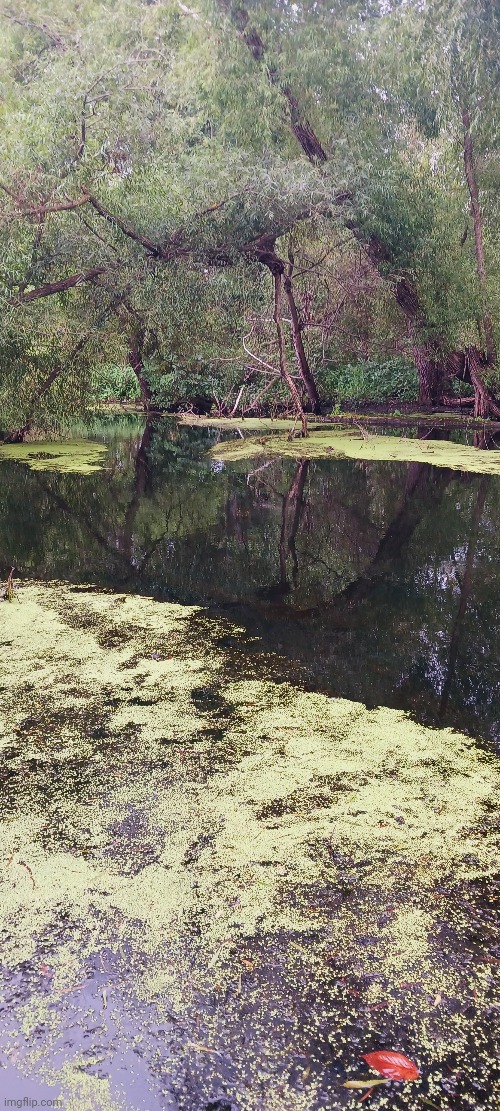 KAYAKING THROUGH THIS WAS FUN! | image tagged in river,kayak,swamp | made w/ Imgflip meme maker