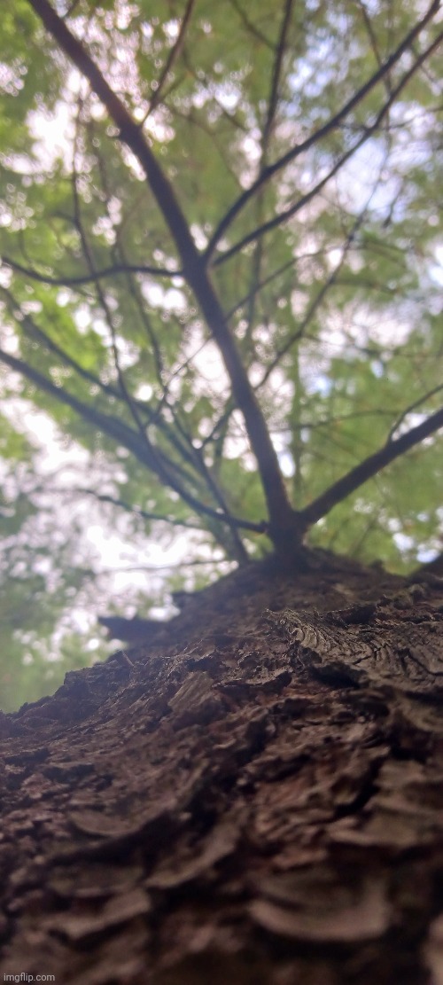 UP A WHITE PINE TREE | image tagged in pine tree,trees,photos,forest | made w/ Imgflip meme maker