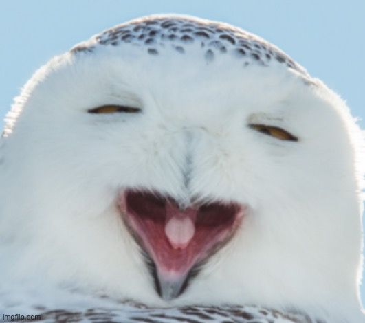 Dumb face owl | image tagged in dumb face owl | made w/ Imgflip meme maker