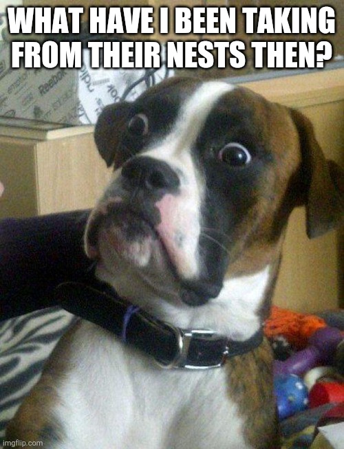 Blankie the Shocked Dog | WHAT HAVE I BEEN TAKING FROM THEIR NESTS THEN? | image tagged in blankie the shocked dog | made w/ Imgflip meme maker