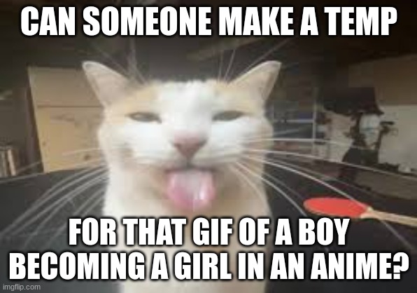 Cat | CAN SOMEONE MAKE A TEMP; FOR THAT GIF OF A BOY BECOMING A GIRL IN AN ANIME? | image tagged in cat | made w/ Imgflip meme maker