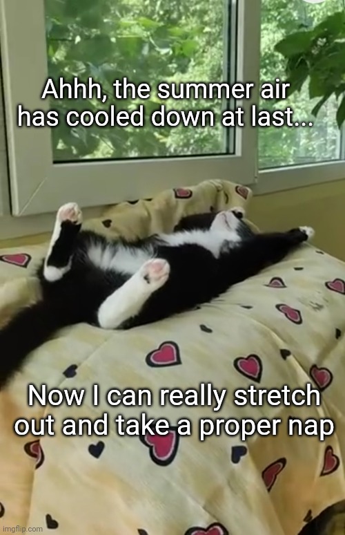 Cool Cat Nap | Ahhh, the summer air has cooled down at last... Now I can really stretch out and take a proper nap | image tagged in cute cat,nap time | made w/ Imgflip meme maker