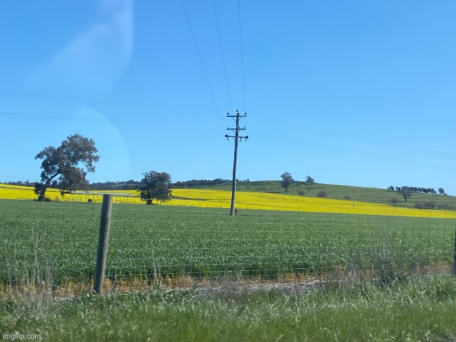 Canola flowers | made w/ Imgflip meme maker