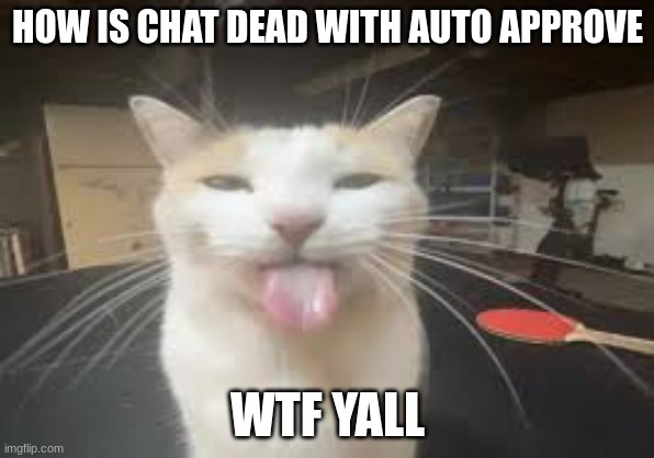 Cat | HOW IS CHAT DEAD WITH AUTO APPROVE; WTF YALL | image tagged in cat | made w/ Imgflip meme maker