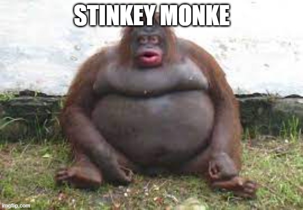 Monke | STINKEY MONKE | image tagged in funny memes,fat,monkey meme | made w/ Imgflip meme maker