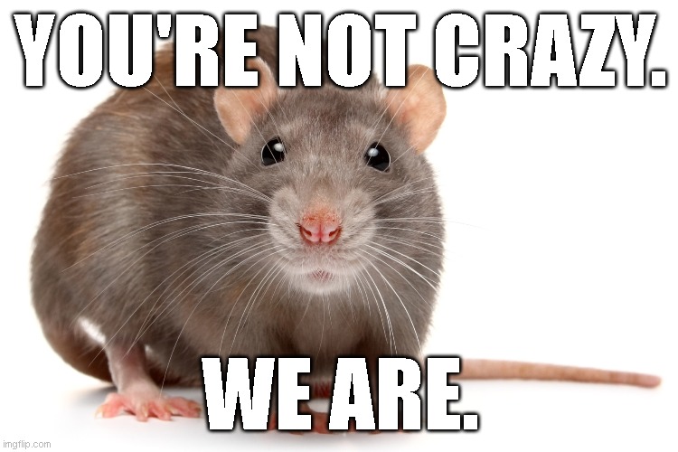You're not crazy. We are. | YOU'RE NOT CRAZY. WE ARE. | image tagged in rats | made w/ Imgflip meme maker