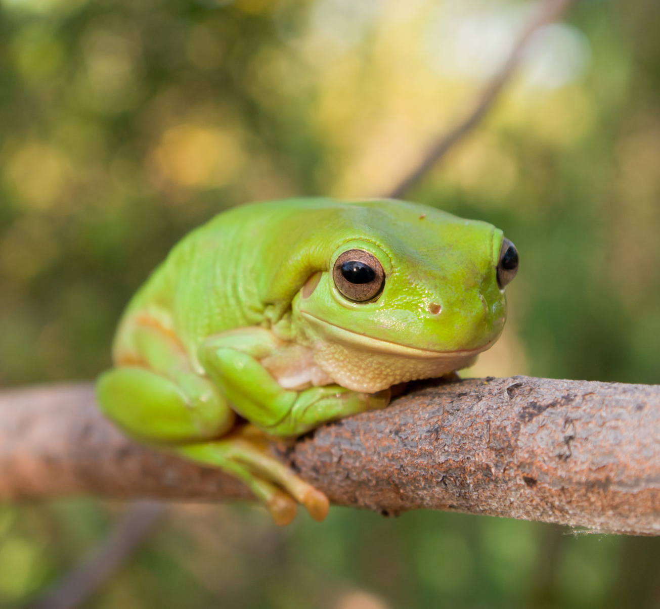 Froge Blank Meme Template