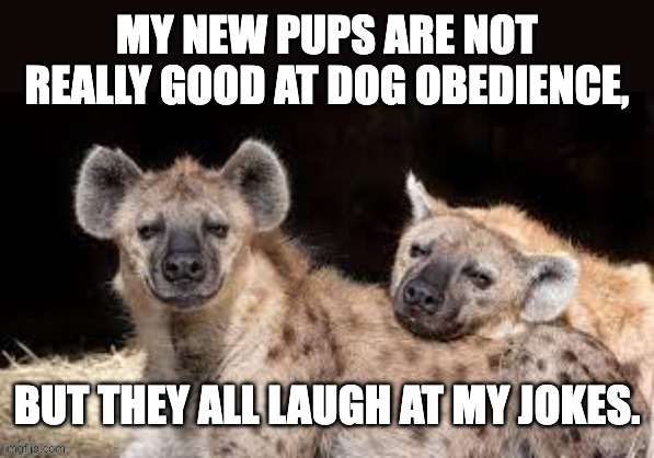 Dogs? | image tagged in dad joke | made w/ Imgflip meme maker