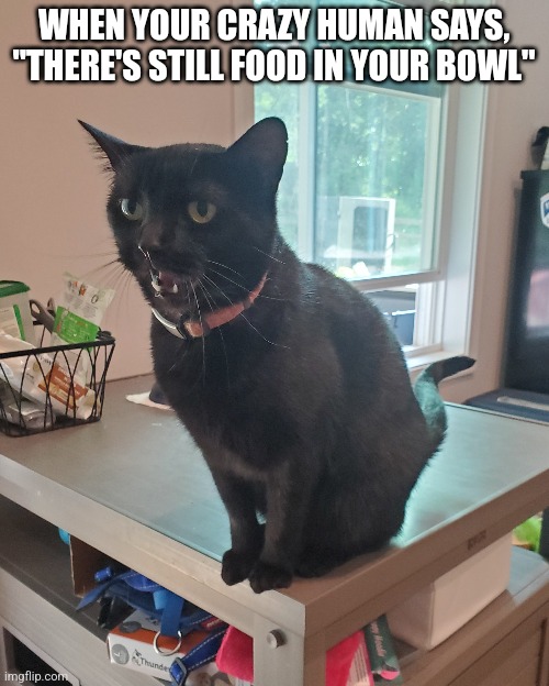 She Lies | WHEN YOUR CRAZY HUMAN SAYS, "THERE'S STILL FOOD IN YOUR BOWL" | image tagged in crying cat,lies,funny cat memes,carol cannot even,memes | made w/ Imgflip meme maker