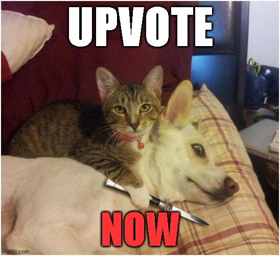 UPVOTE OR THE DOG GETS IT | UPVOTE; NOW | image tagged in warning killer cat | made w/ Imgflip meme maker