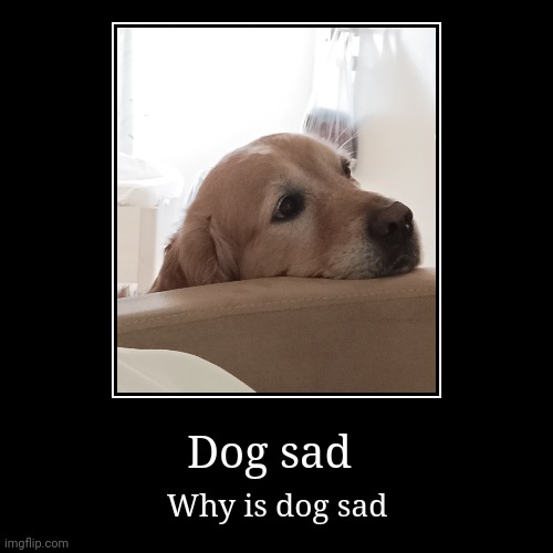 Dog sad | Why is dog sad | image tagged in funny,demotivationals | made w/ Imgflip demotivational maker