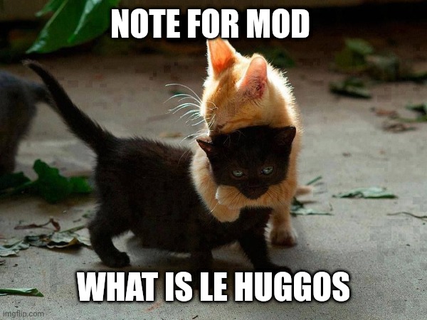 Mod, answer in the comments or the title | NOTE FOR MOD; WHAT IS LE HUGGOS | image tagged in kitten hug,what is le huggos | made w/ Imgflip meme maker