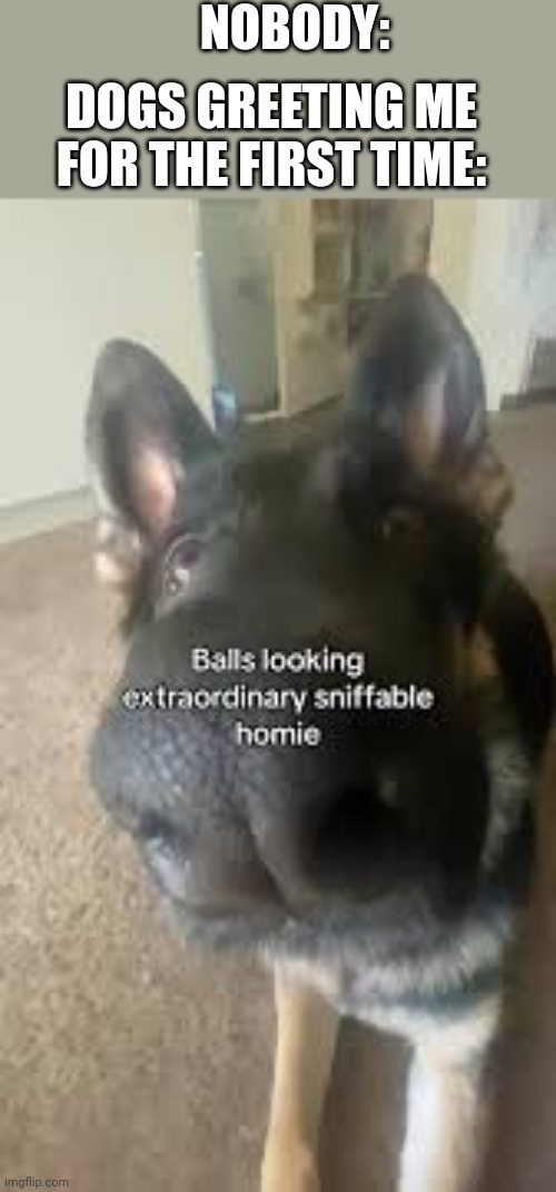 I hate it when they do this | NOBODY:; DOGS GREETING ME FOR THE FIRST TIME: | image tagged in fun,idk,why are you reading this | made w/ Imgflip meme maker