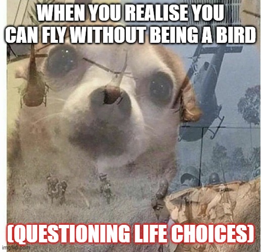 What have I been doing all this time? | WHEN YOU REALISE YOU CAN FLY WITHOUT BEING A BIRD; (QUESTIONING LIFE CHOICES) | image tagged in ptsd chihuahua | made w/ Imgflip meme maker