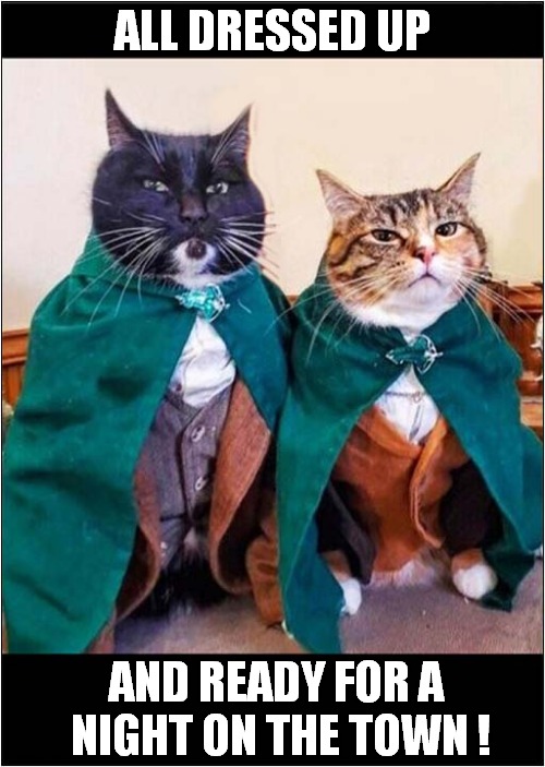 Cats In Capes ! | ALL DRESSED UP; AND READY FOR A 
NIGHT ON THE TOWN ! | image tagged in cats,capes,going out | made w/ Imgflip meme maker